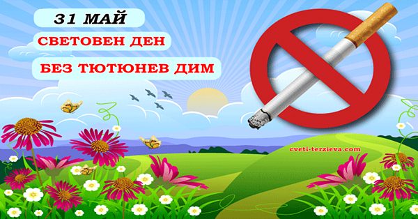 31 05 bez tcigaren dim